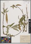 Foto von Salix bonplandiana Kunth